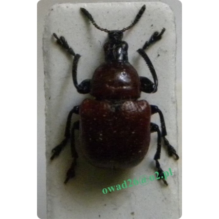 Attelabus nitens (Scopoli, 1763) Podryj dębowiec